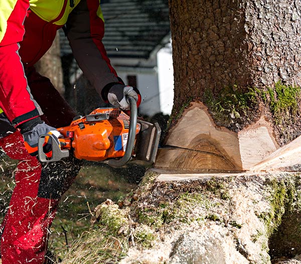 Abattre un arbre à Douai